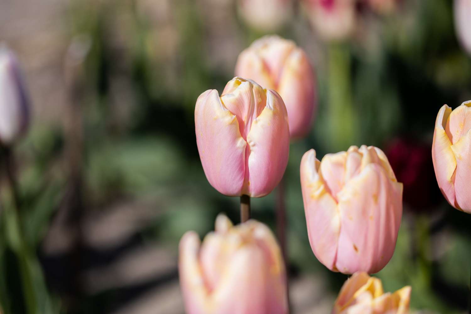 Tulppaani 'Mango Charm'